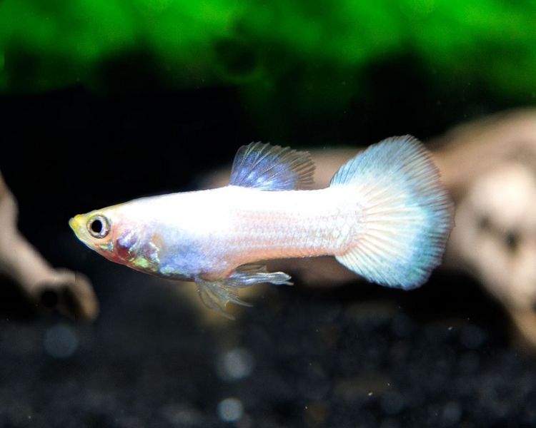 White Moscow Guppy - Male - Medium/Large